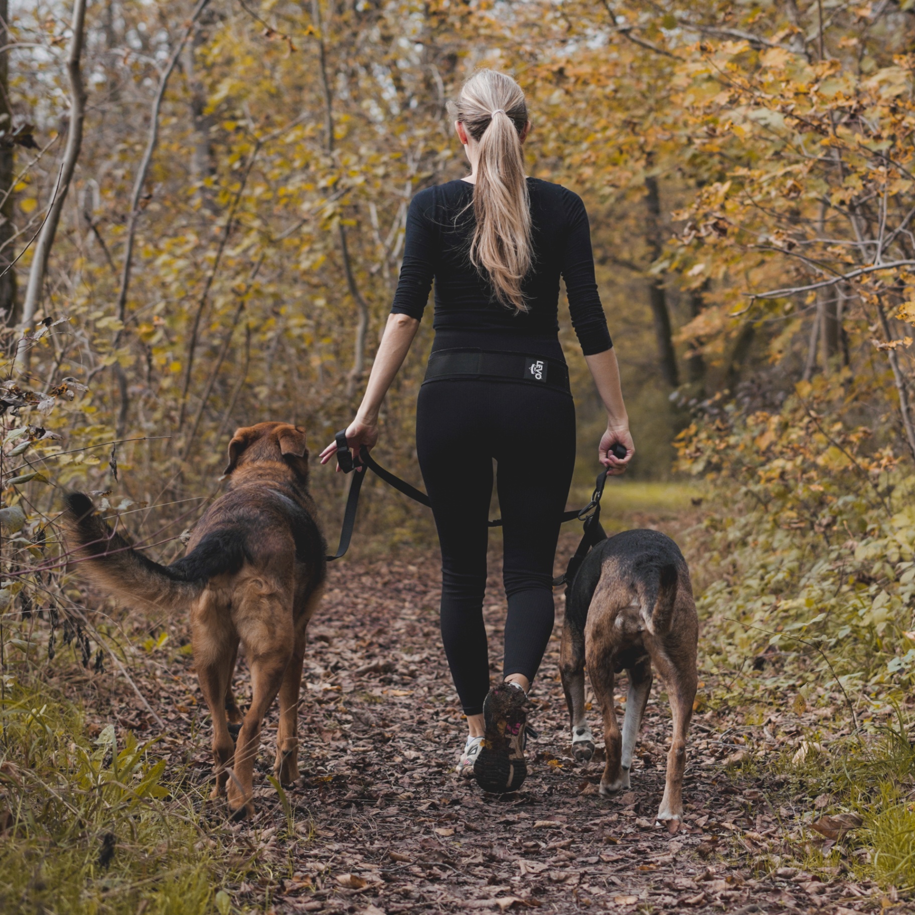 Woman wearing the Levo Belt walking two dogs on a forest trail